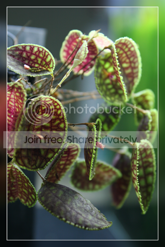 lepanthes-calodictyon.png
