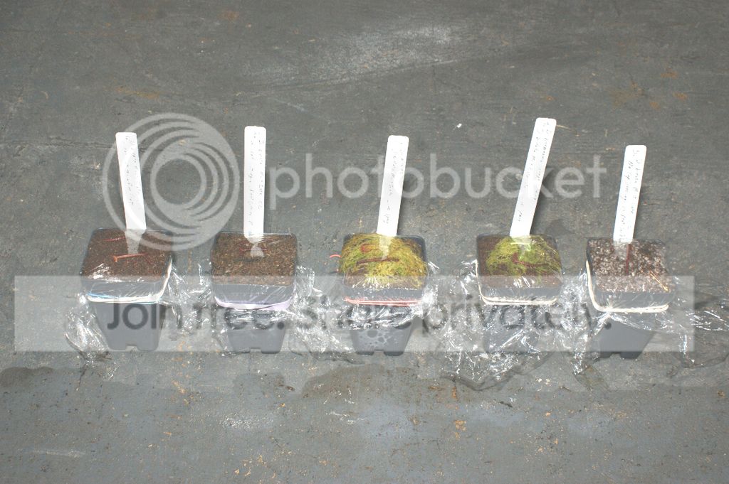 Leaf%20Cutting_014_1.jpg