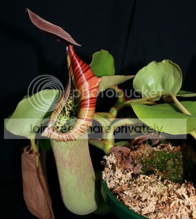 TRUNCATA0403105.jpg