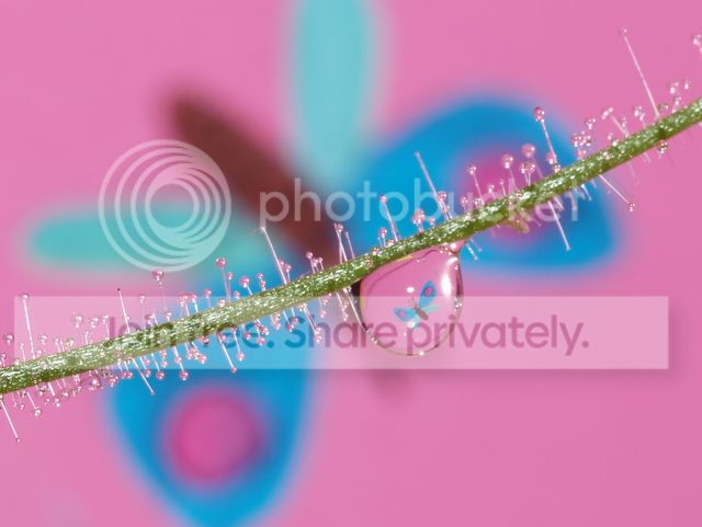 byblis_guehoi_dewdrops5_010912.jpg