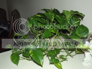 DSCF9007.jpg