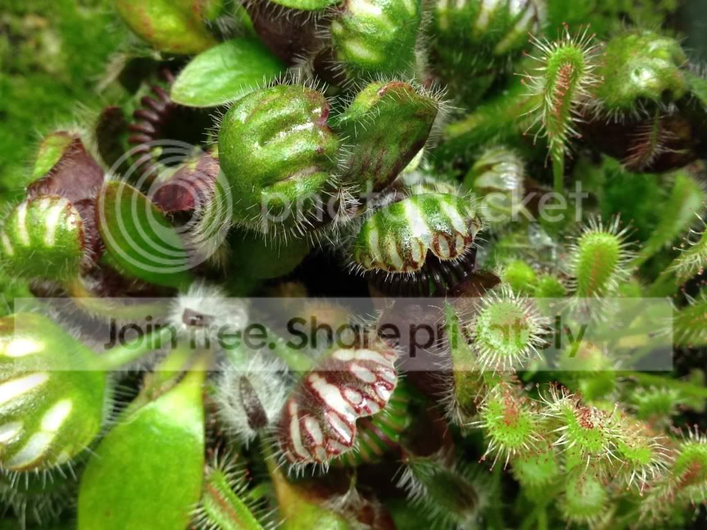 image_zpse290e385.jpg