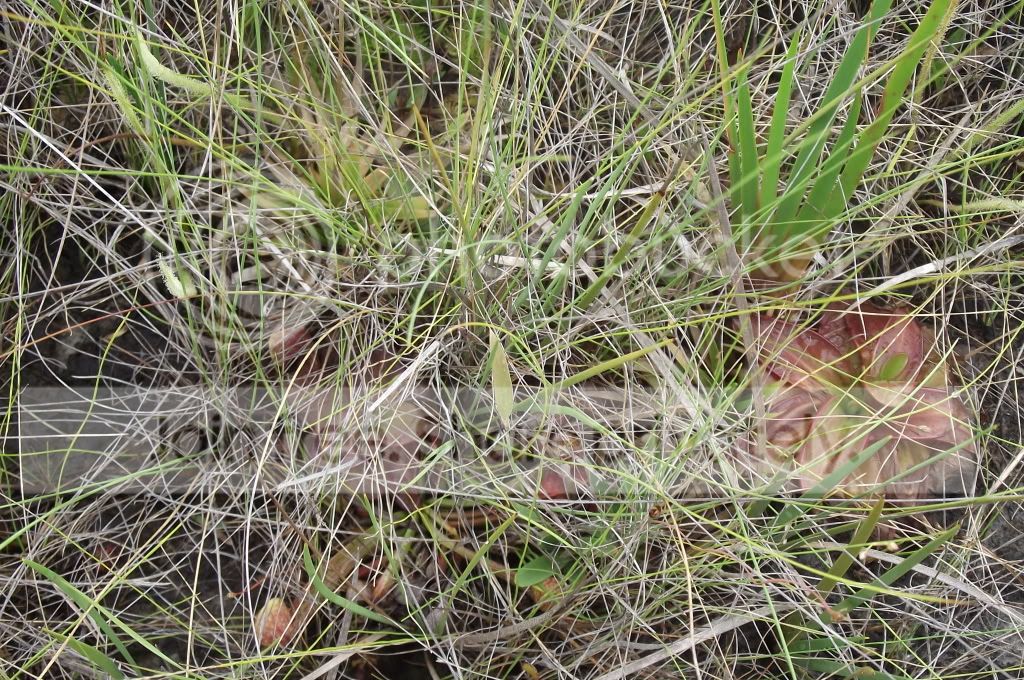 DSCF8248.jpg