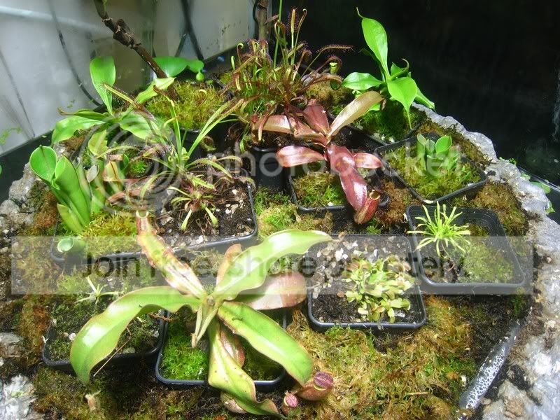 91LushGrowth.jpg
