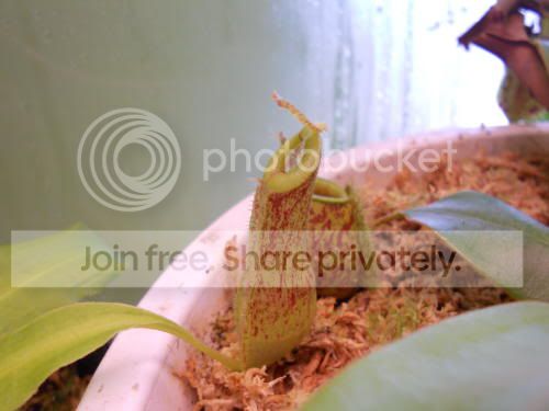 Nmirabilis_3-28-11.jpg