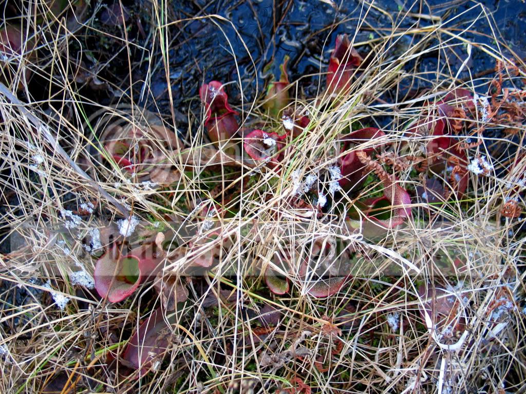 IMG_9355.jpg