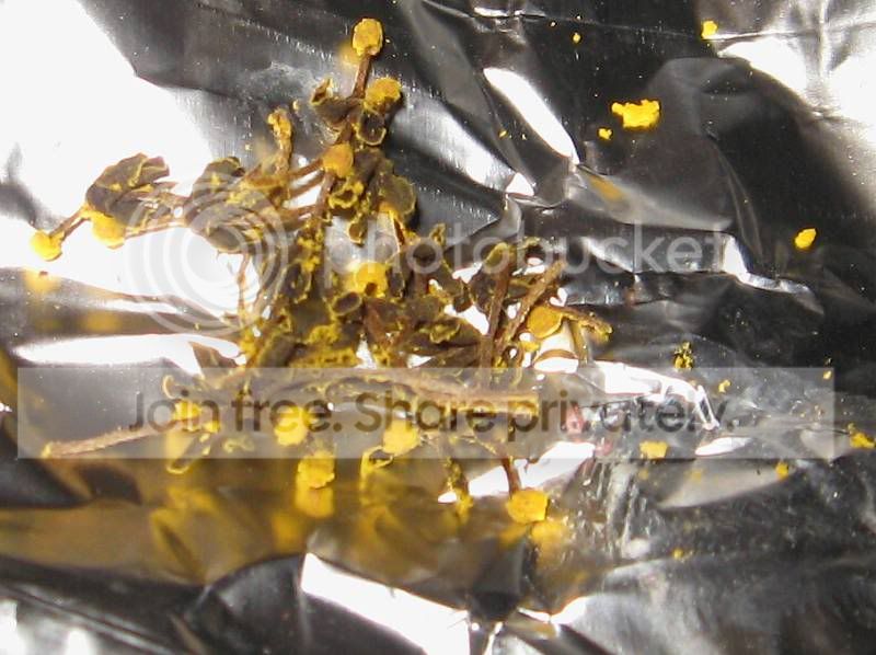 Pollen1_zpse61f23c3.jpg