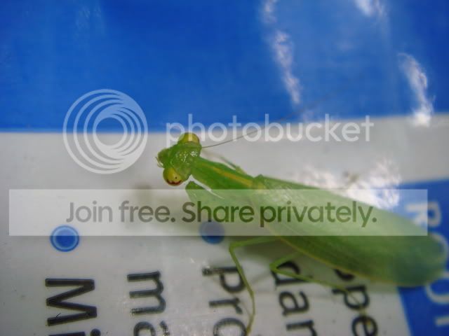 mantis_female1.jpg