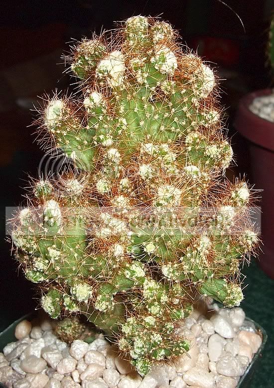 Newcacti008.jpg