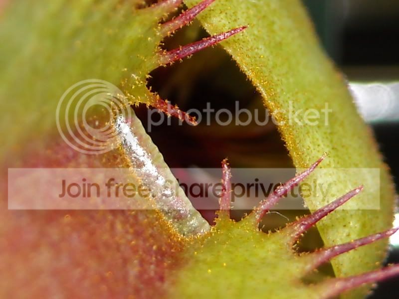 Nephippiata5-42608.jpg