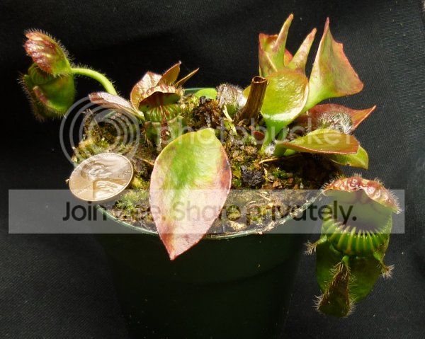NASC2012-CephHG-plant042412.jpg