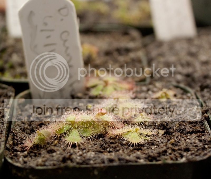 cunefolia-table-mnt.jpg