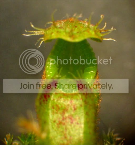 macroandhamata002.jpg