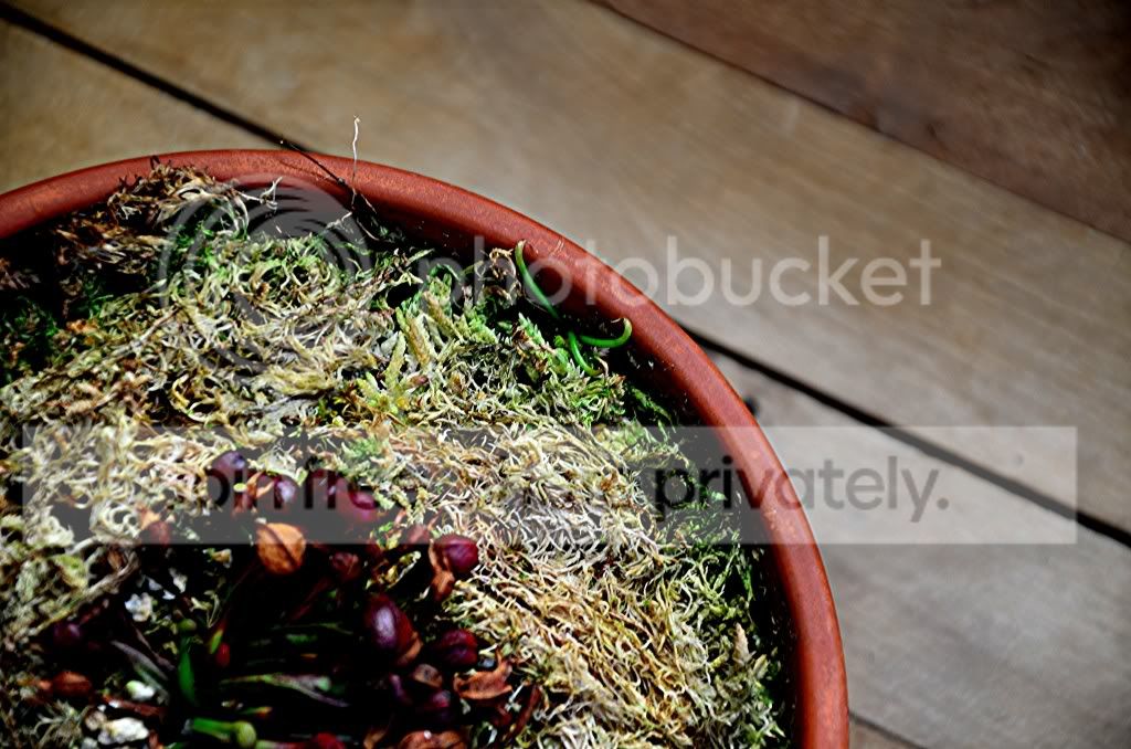 moplants002.jpg