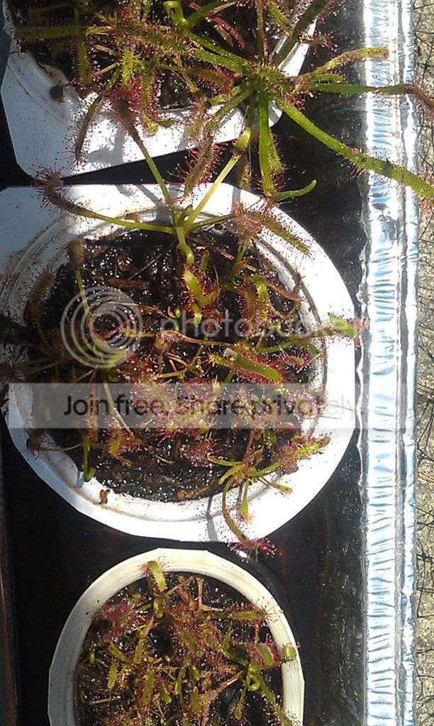 IMAG04531_zpsha2ex5ec.jpg