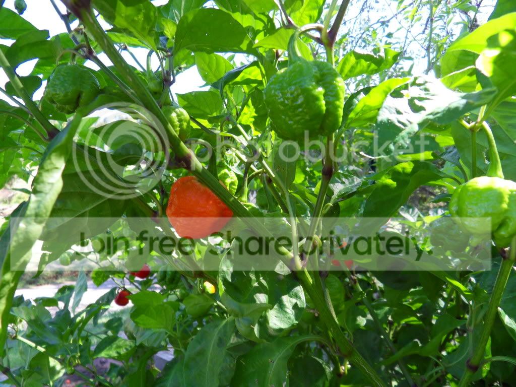 SDC10952.jpg