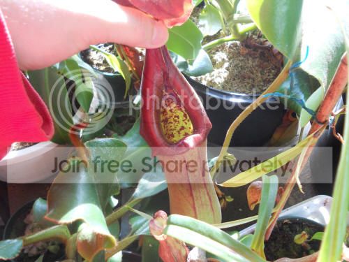 Ntruncata_2-10-13_zpsa4f2602c.jpg