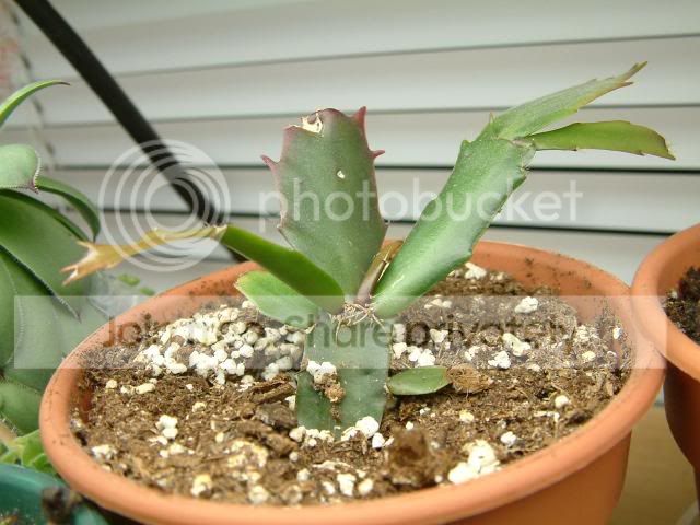 Moreplants022.jpg