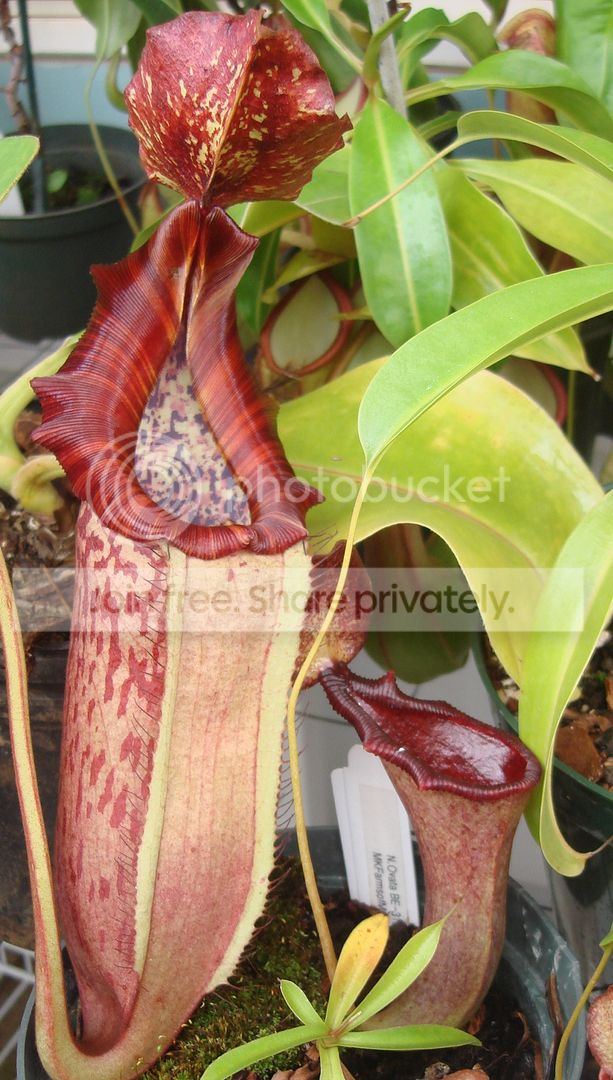DSC07958.jpg