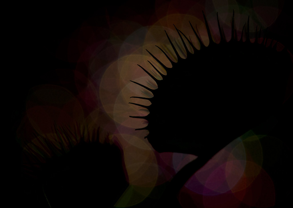 7702099842_1b7d9ef713_b.jpg
