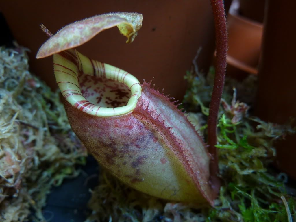 plants10032012010.jpg