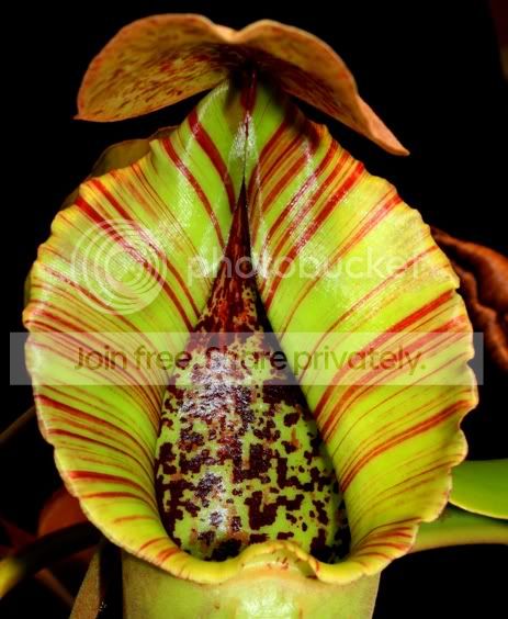 truncata2-3.jpg