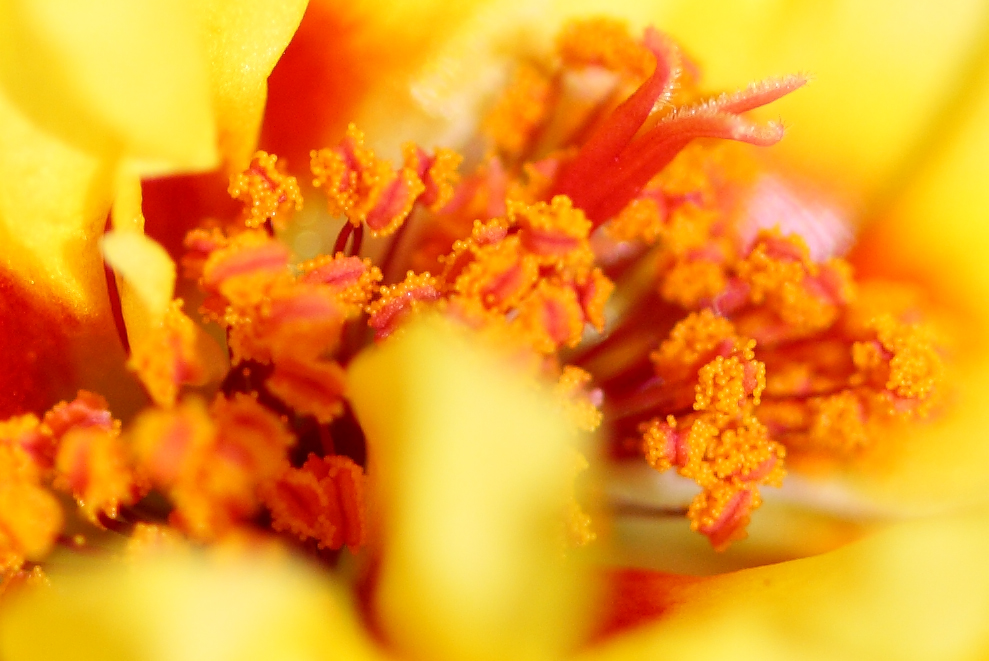 yellow100crop.jpg