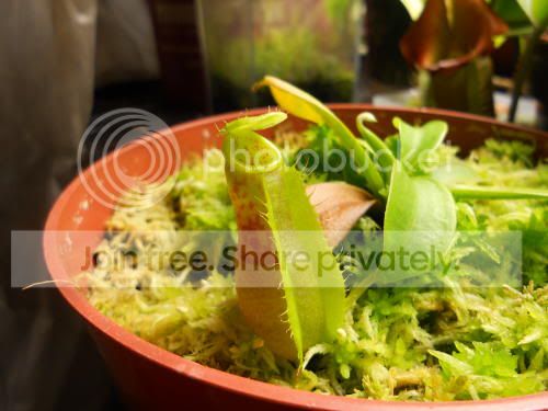 Nspathulata_5-27-11.jpg