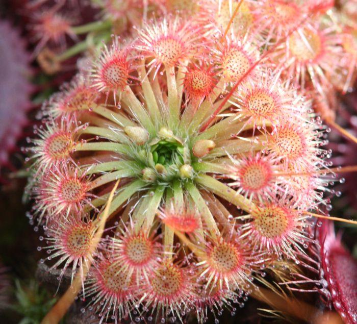 pygmy%20drosera.jpg