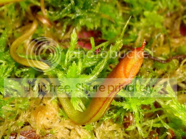 nepenthes_adnata_intermediate.jpg