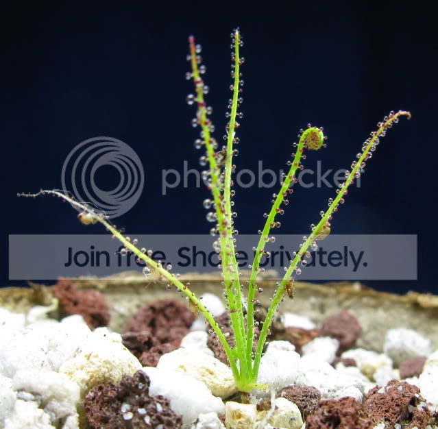 IMG_1917-Drosophyllum-lusitanicum-Spain.jpg