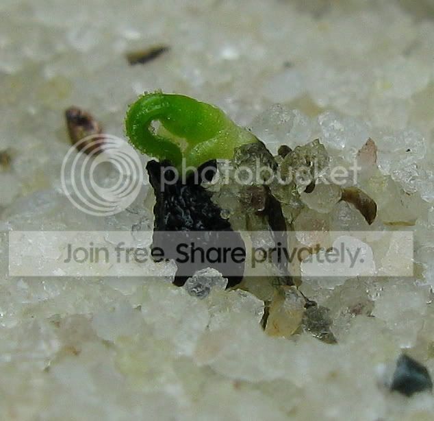 IMG_0994-Drosopyllum-lusitanicum.jpg