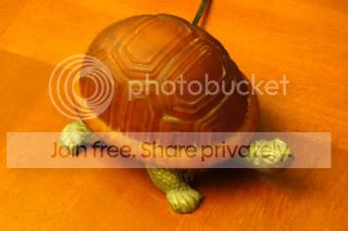 turtle.jpg