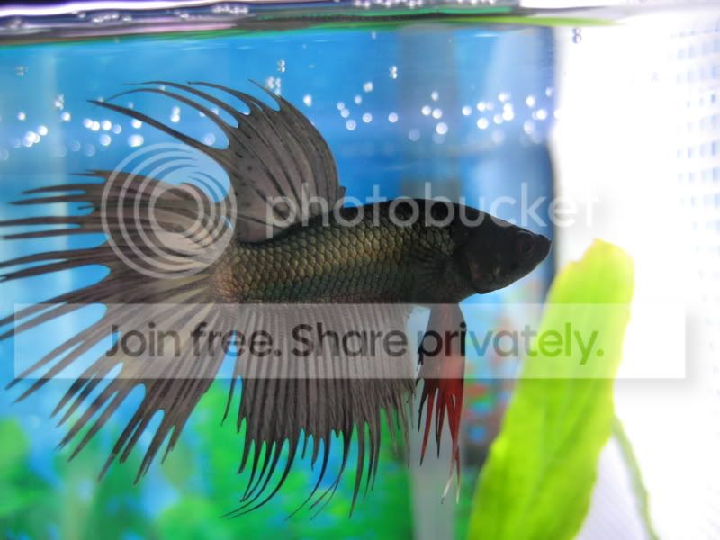 fish081.jpg
