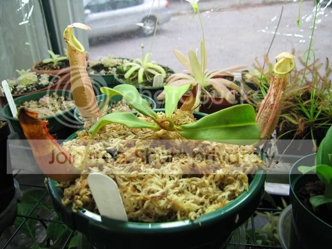 pinkvetplant.jpg