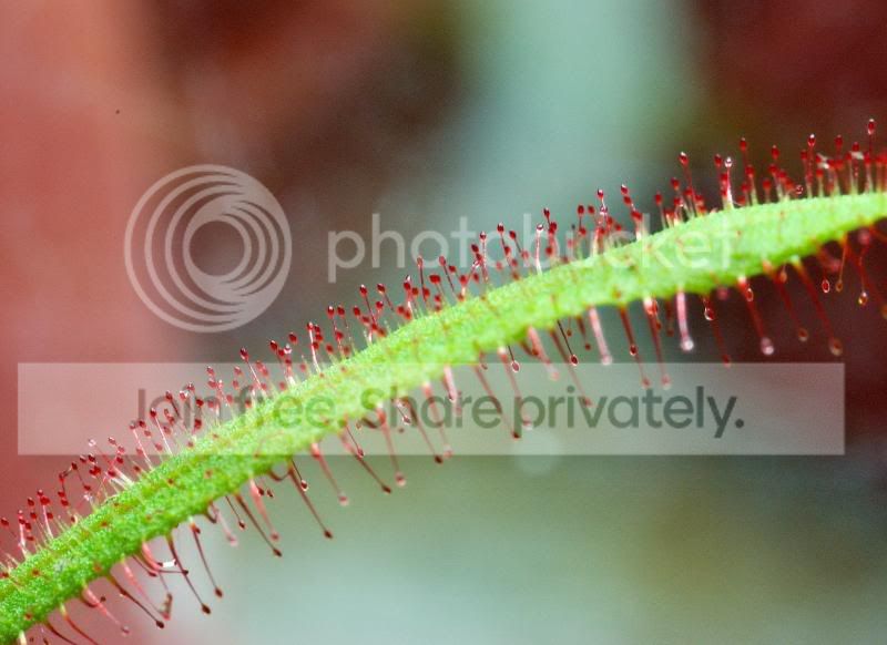 Droseraadelae080627_resize.jpg