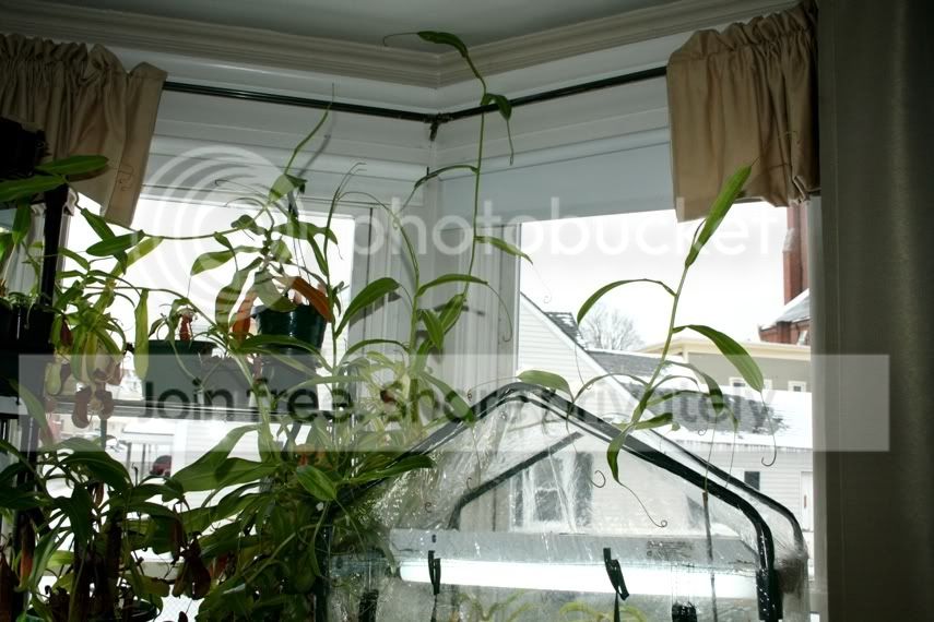 vines2.jpg