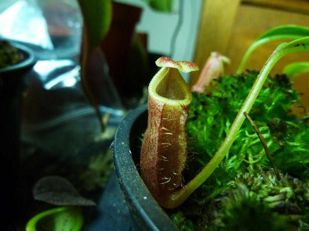 plants10032012082.jpg