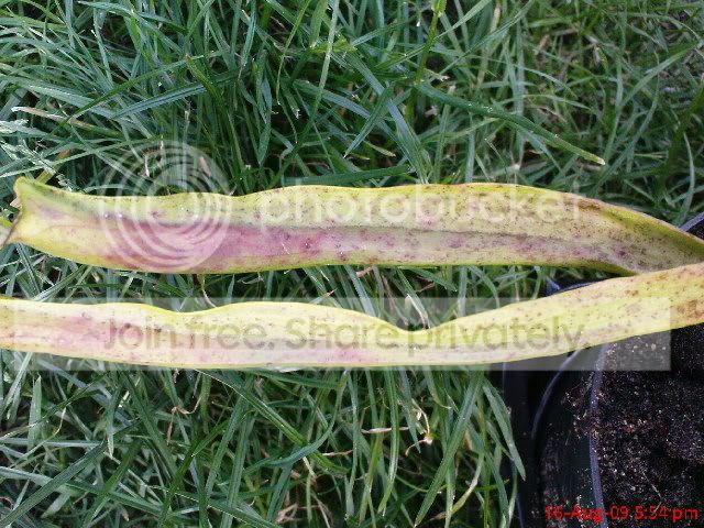 sarracenia035.jpg