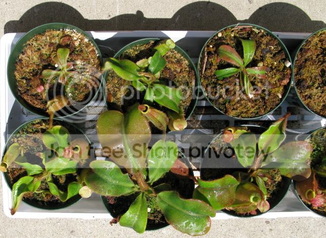 IMG_2749-N-veitchii-seedlings-June-22-2012.jpg