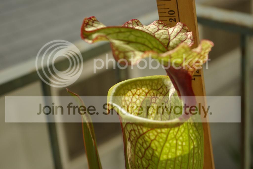 IMGP4001copy.jpg