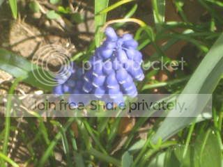Spring2009005.jpg