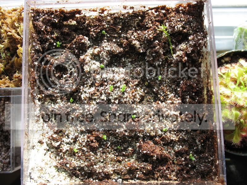 scorpiodes_babies_1.jpg