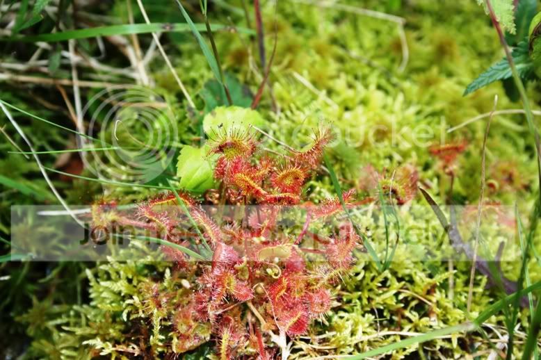 ROTUNDIFOLIA2.jpg