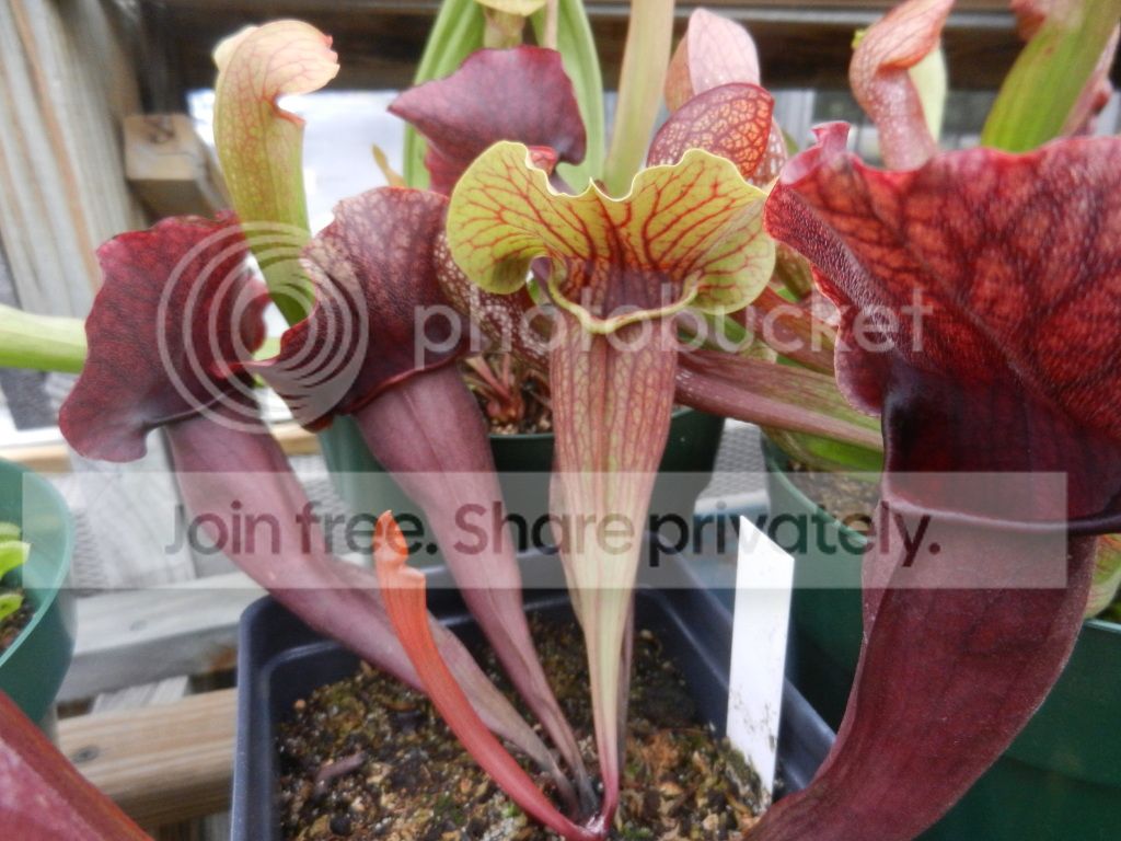 UNCCGreenhouse036.jpg
