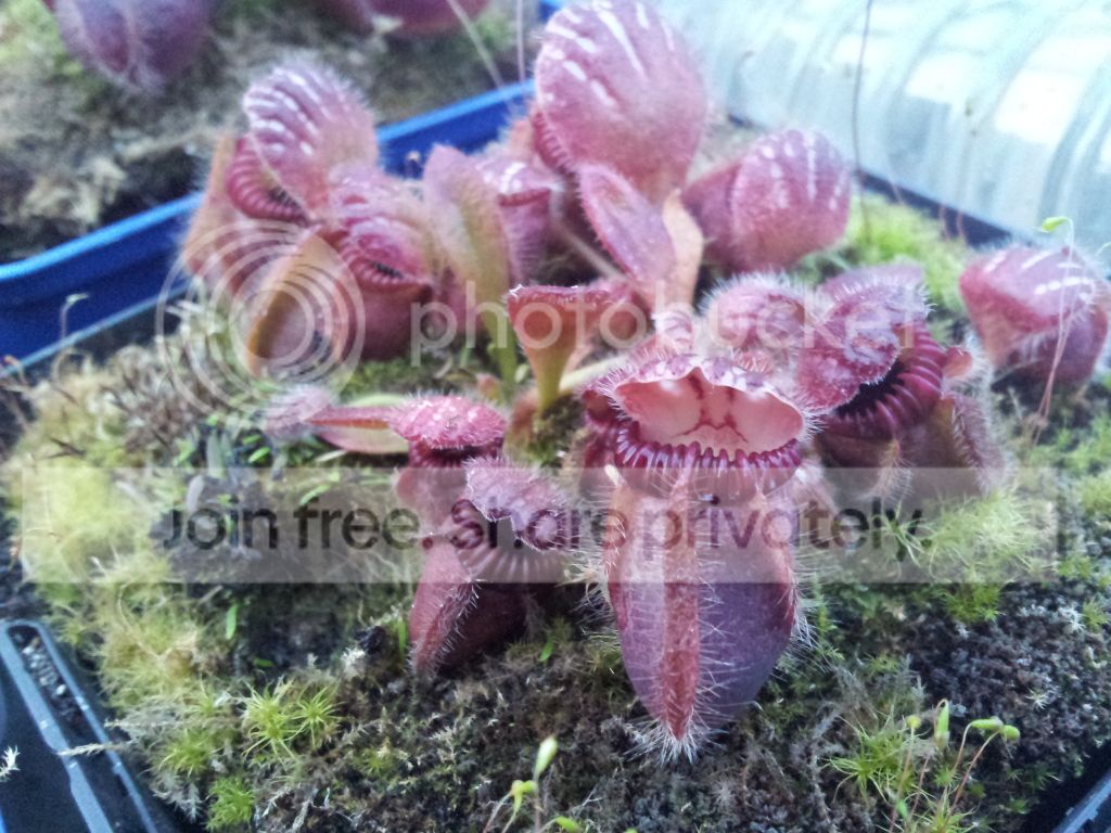 20120922_185739_zpsfd05058b.jpg