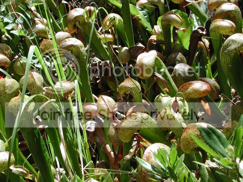 cobraplant2.jpg