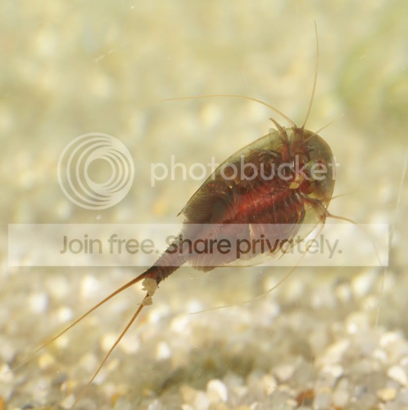 triops-013.jpg