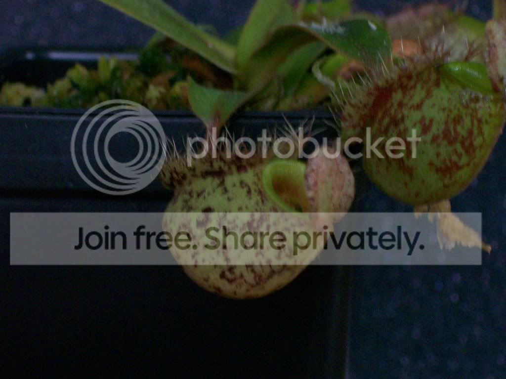 plants032.jpg