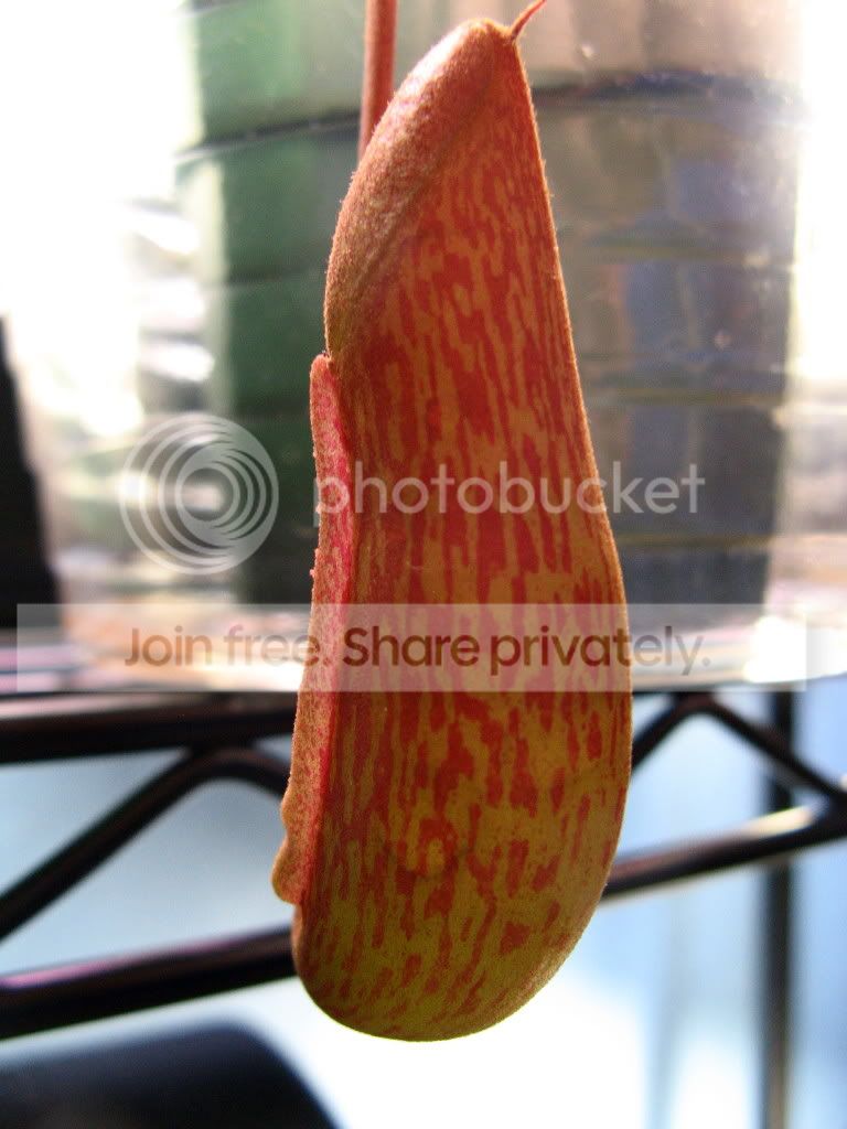 IMG_2761.jpg